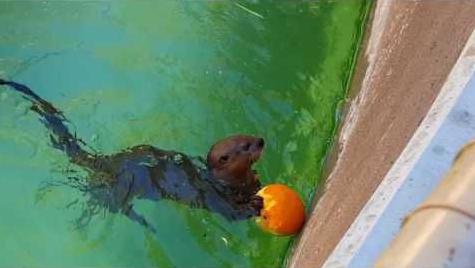 This is how an otter plays with its food
